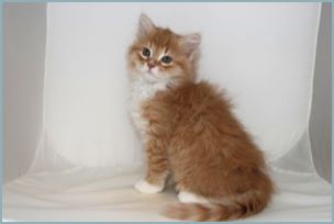 Male Siberian Kitten from Deedlebug Siberians